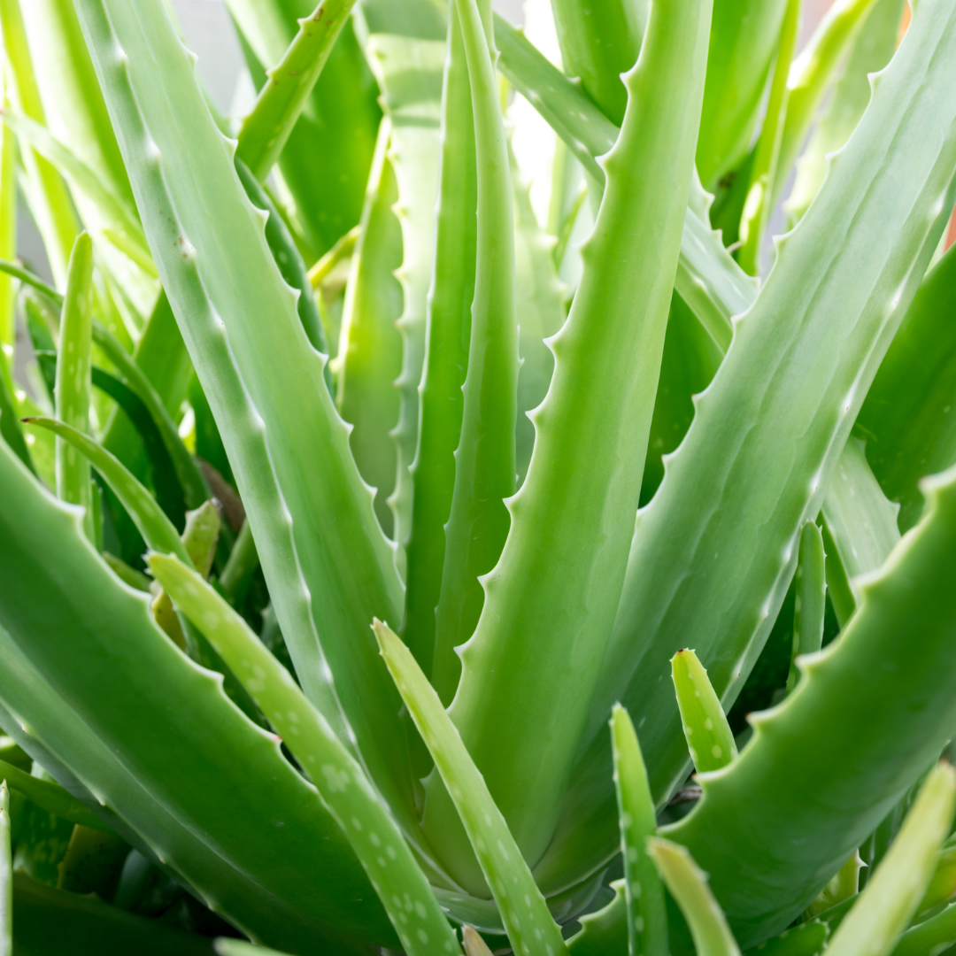 Aloe Vera